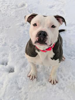 Hip Not At Shelter Tiffany image 3