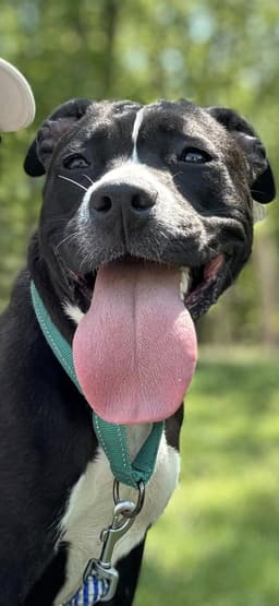 Penny At Shelter image 1