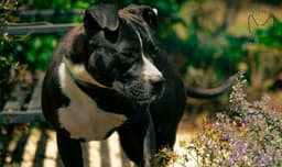Penny At Shelter image 3