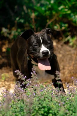 Penny At Shelter image 4