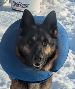 Zeus Gsd Not At The Shelter Tiffany image 1