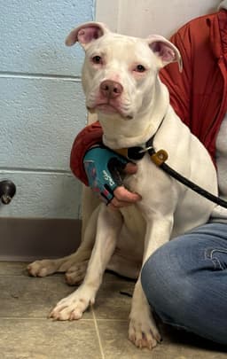 Rainbow Brite Not At The Shelter Barbe image 3