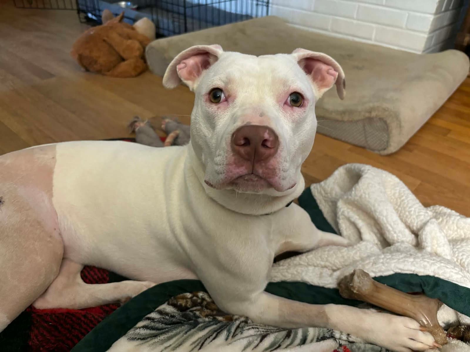Rainbow Brite Not At The Shelter Barbe - Pit Bull Terrier