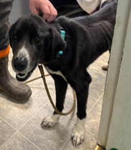 Fia Fiadh Not At Shelter Maia image 3