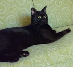 Batman Midnight Visit At Lynchburg Petsmart image 2