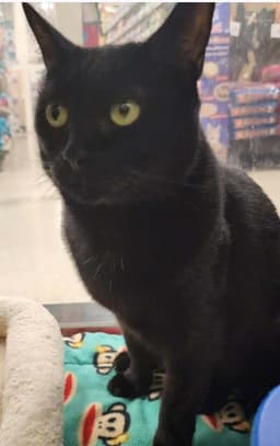 Batman Midnight Visit At Lynchburg Petsmart image 1