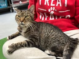 Rupert Not At Shelter Donna image 2