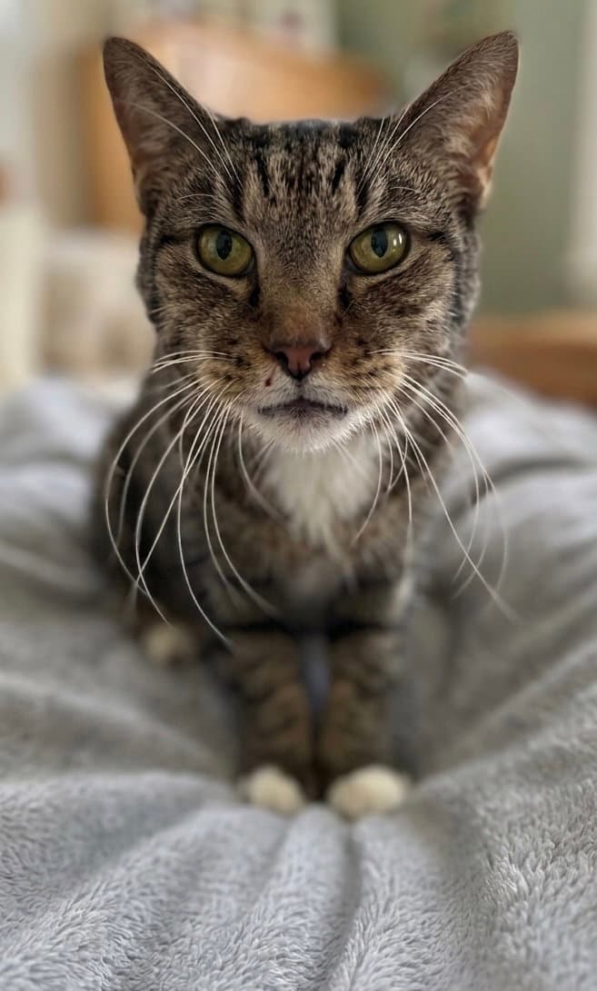 Rupert Not At Shelter Donna - Domestic Short Hair