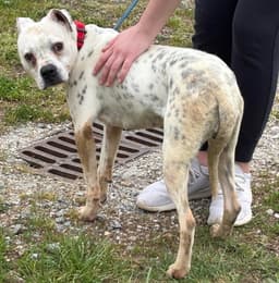 Luna Not At Shelter Alan image 3