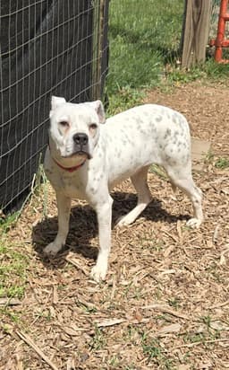 Luna Not At Shelter Alan image 2