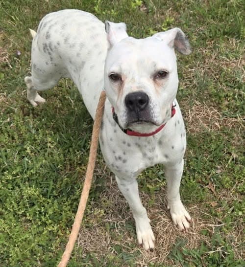 Luna Not At Shelter Alan - Australian Cattle Dog/Blue Heeler