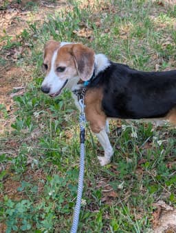 Hightower Not At Shelter Wendy image 3