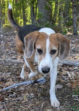 Hightower Not At Shelter Wendy image 1