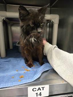 Doctor Fontaine Not At The Shelter Donna image 4