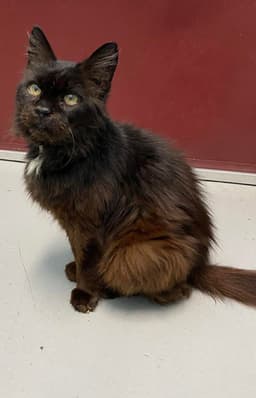 Doctor Fontaine Not At The Shelter Donna image 1