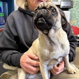 Pugsley Not At Shelter Glenn image 2