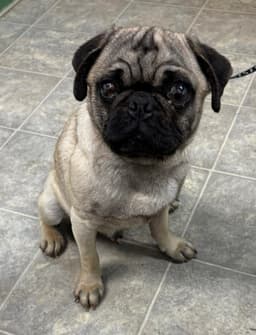 Pugsley Not At Shelter Glenn image 1