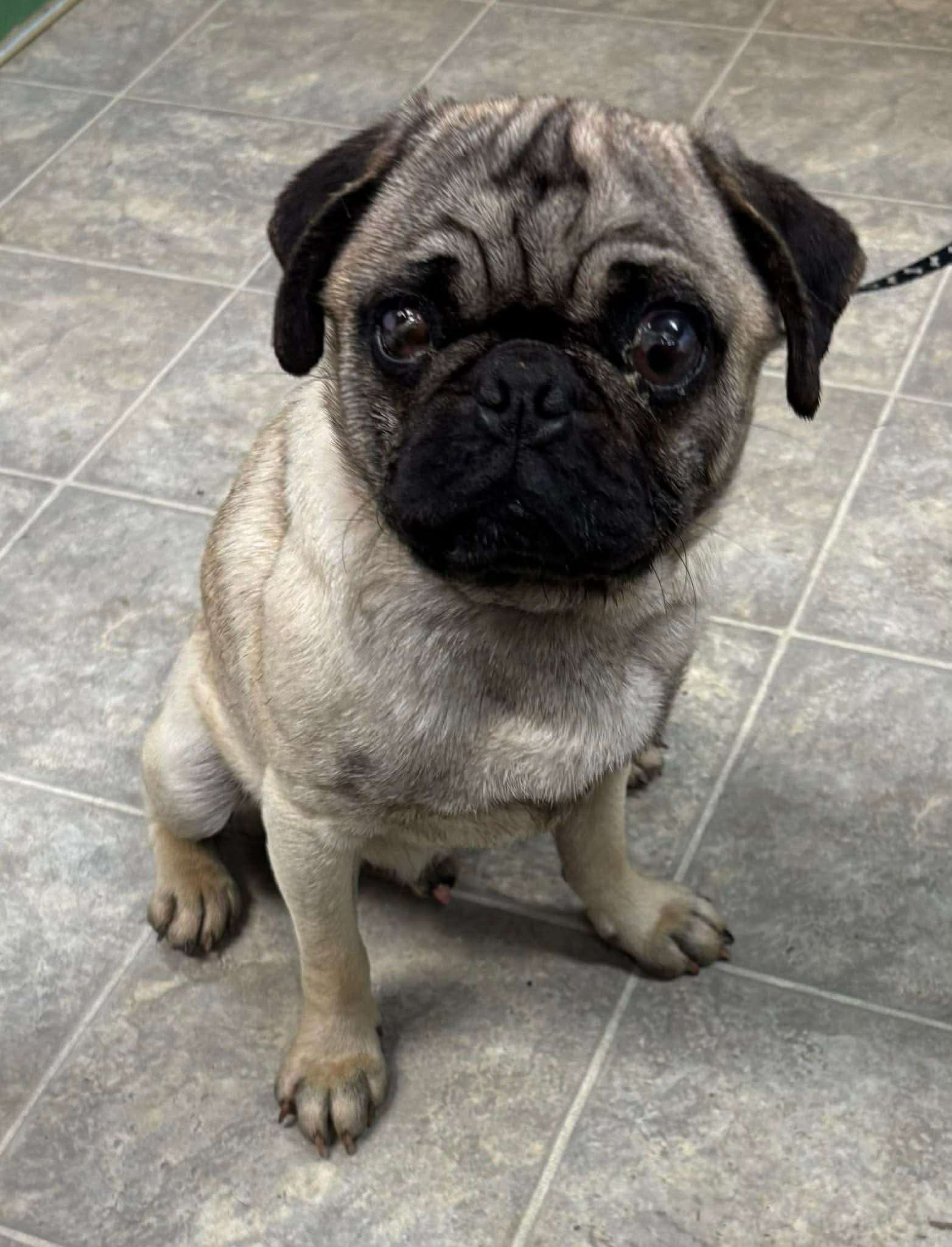 Pugsley Not At Shelter Glenn - Pug