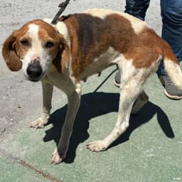 Liberty Not At The Shelter Wendy image 1