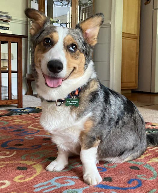 Nika Nica - Cardigan Welsh Corgi