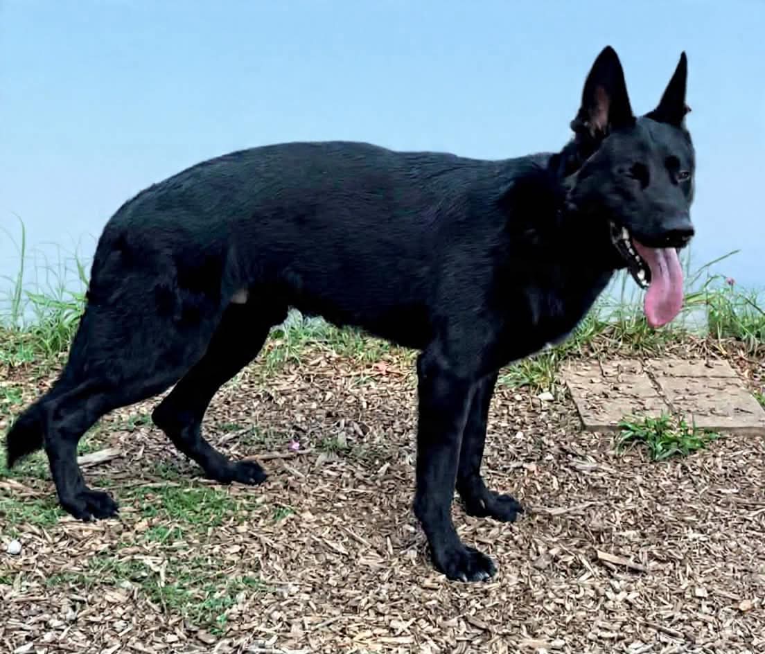 Koal At Shelter - German Shepherd Dog