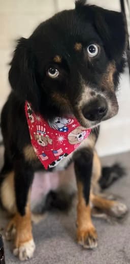 Sybbie Not At The Shelter image 2