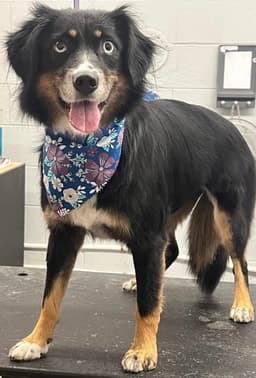 Sybbie Not At The Shelter image 1