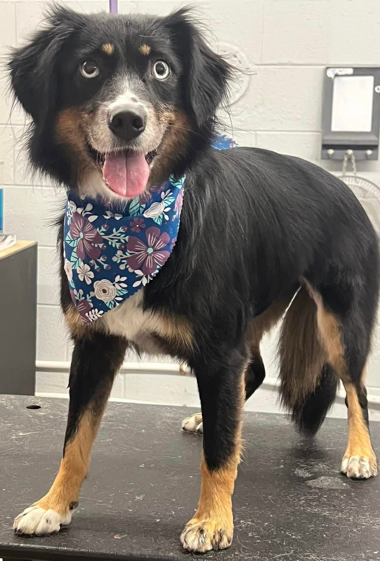 Sybbie Not At The Shelter - Australian Shepherd