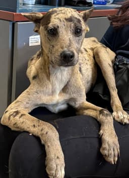 Jasmine - At Shelter Available image 1