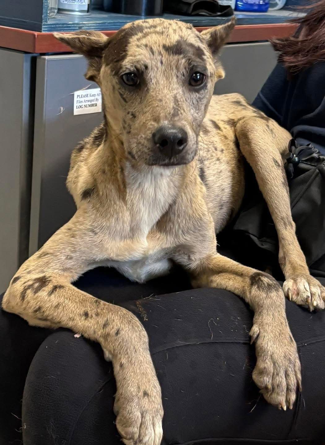 Jasmine - At Shelter Available - Hound