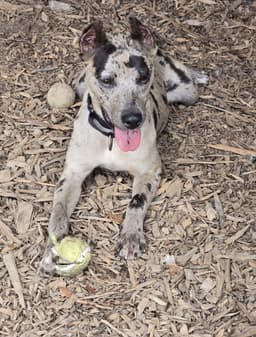 Jasmine - At Shelter Available image 3