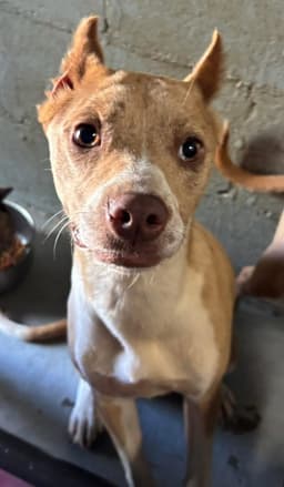 Tiana - At Shelter Available image 1