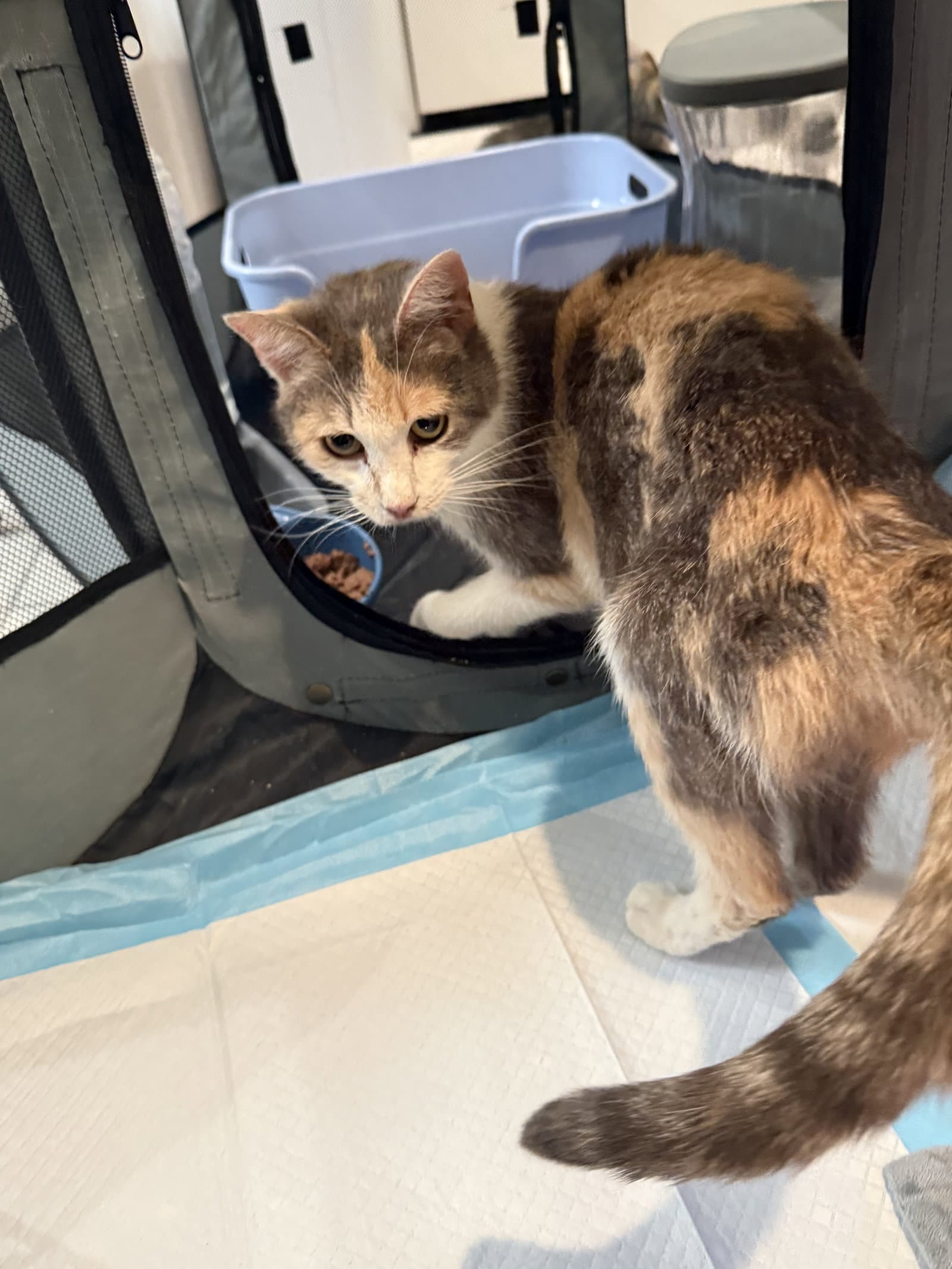 Mama Umbles-Not At The Shelter Faith Av - Domestic Short Hair