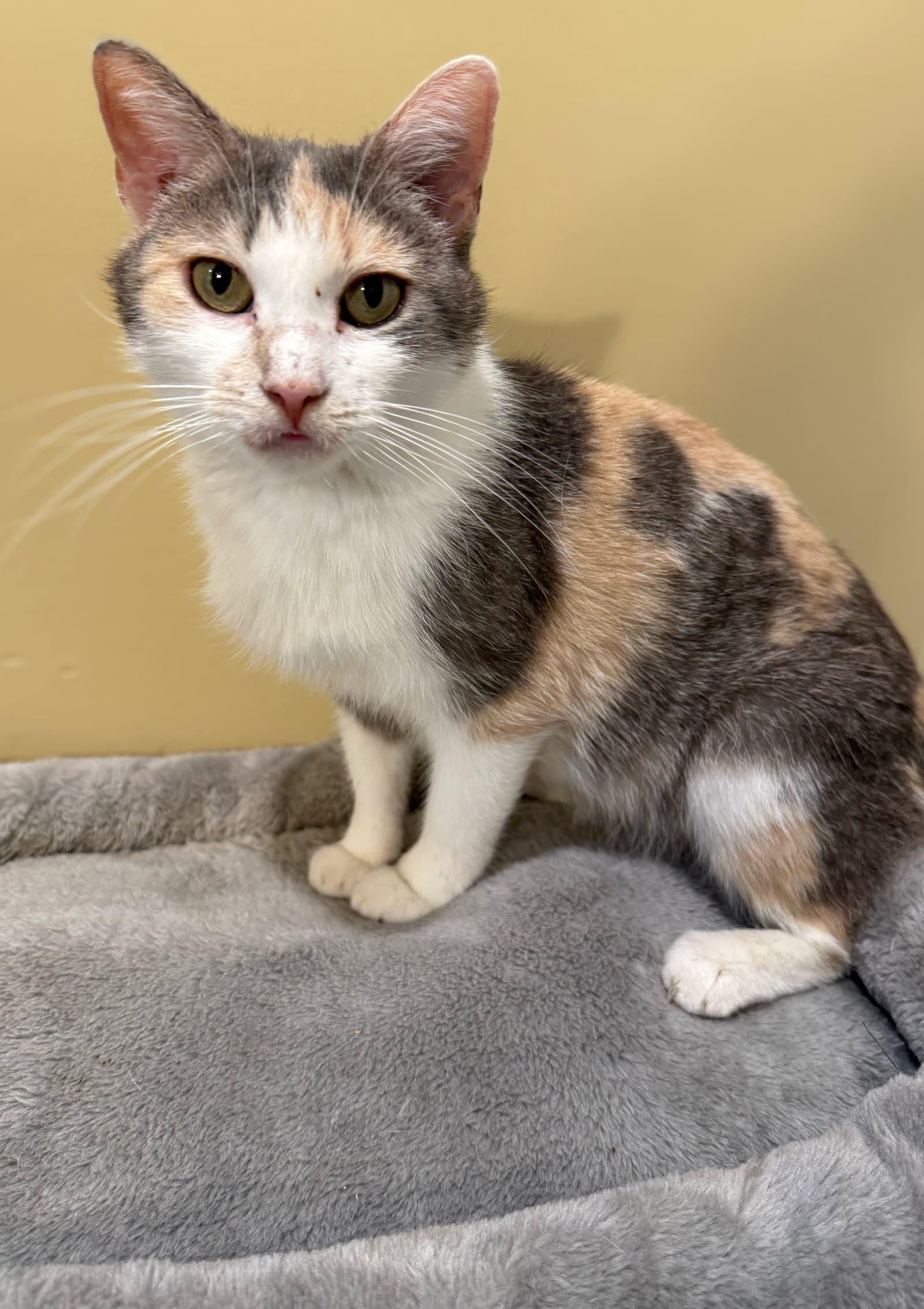 Mama Umbles-Not At The Shelter Faith Av