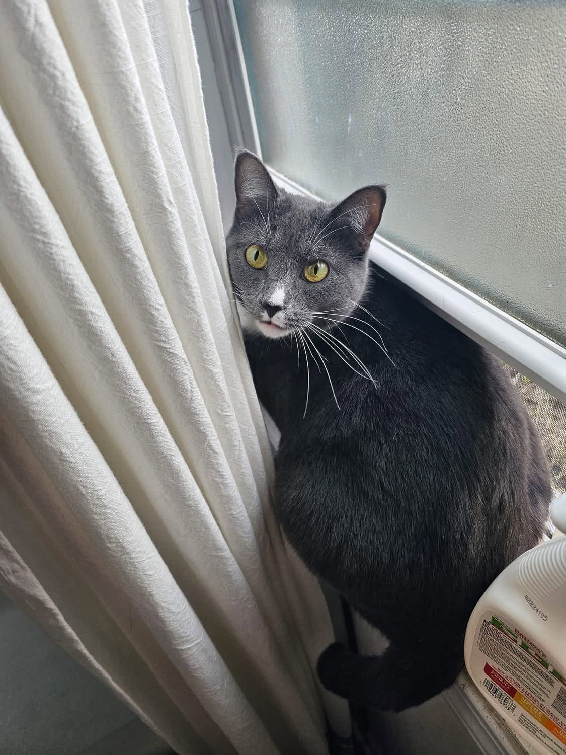 Freya My Home To Yours Not At Shelter - Domestic Short Hair