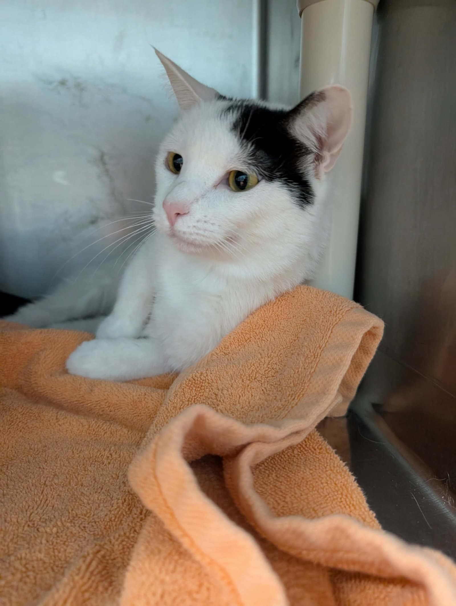 Aine - At Shelter - Domestic Short Hair