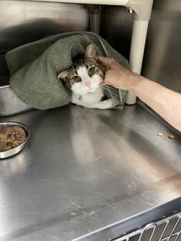 Josey - At Shelter image 1