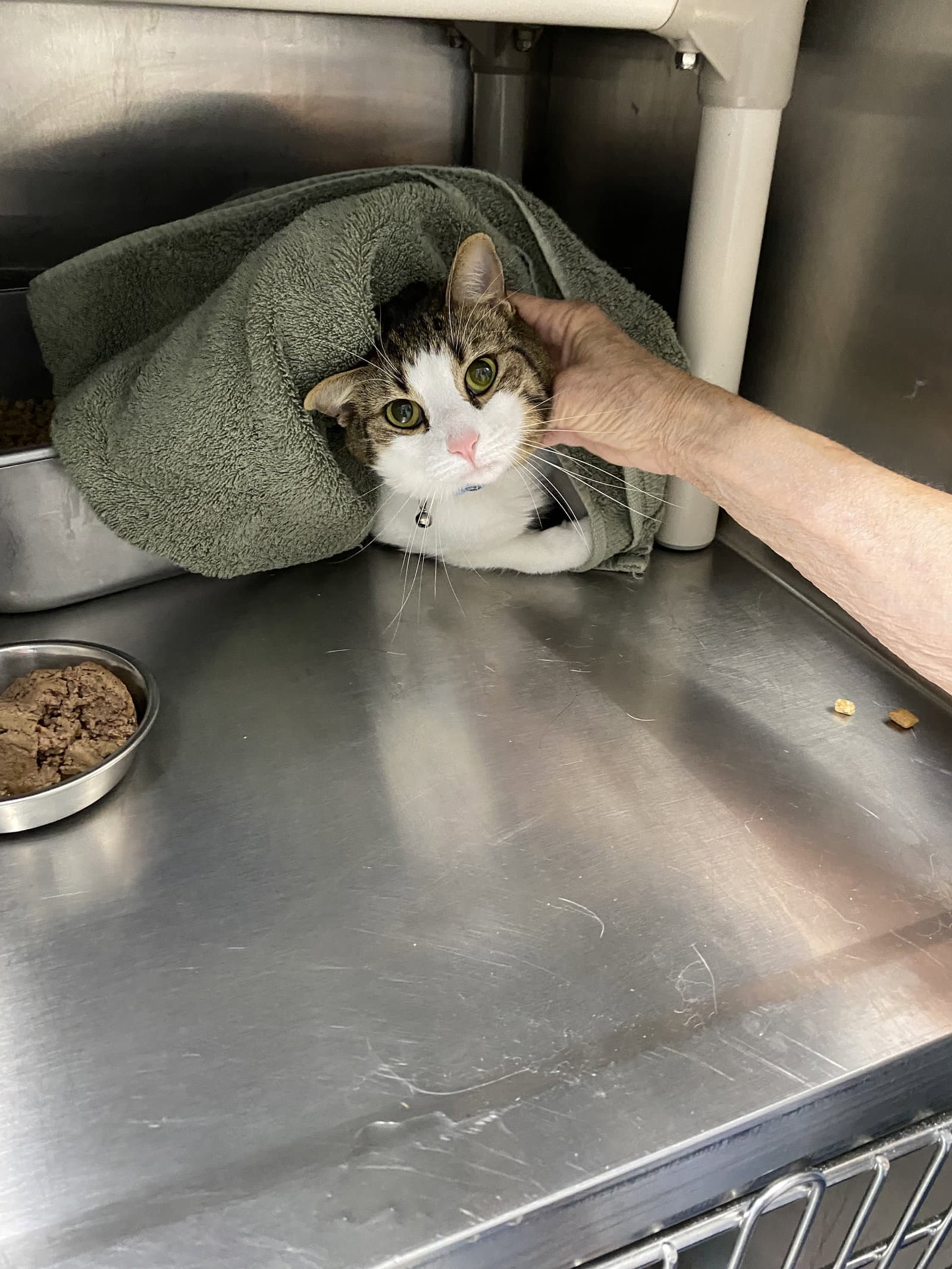 Josey - At Shelter - Domestic Short Hair