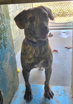 Diesel - At Shelter image 1