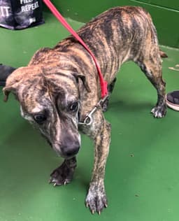 Diesel - At Shelter image 2