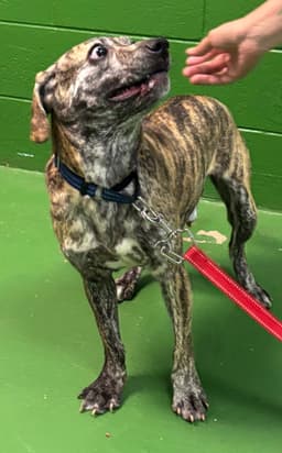 Diesel - At Shelter image 3
