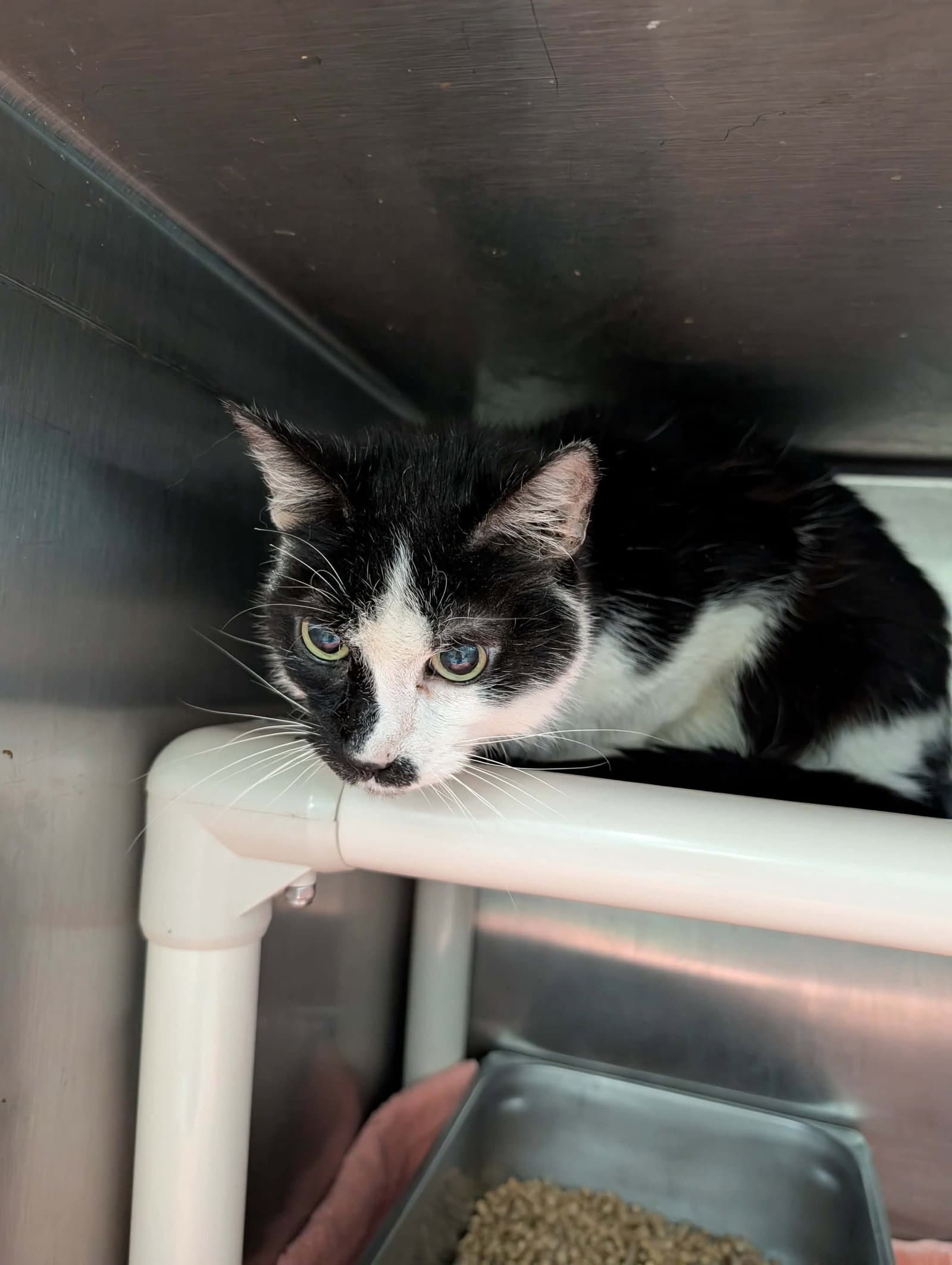 Dexter - At Shelter - Domestic Short Hair