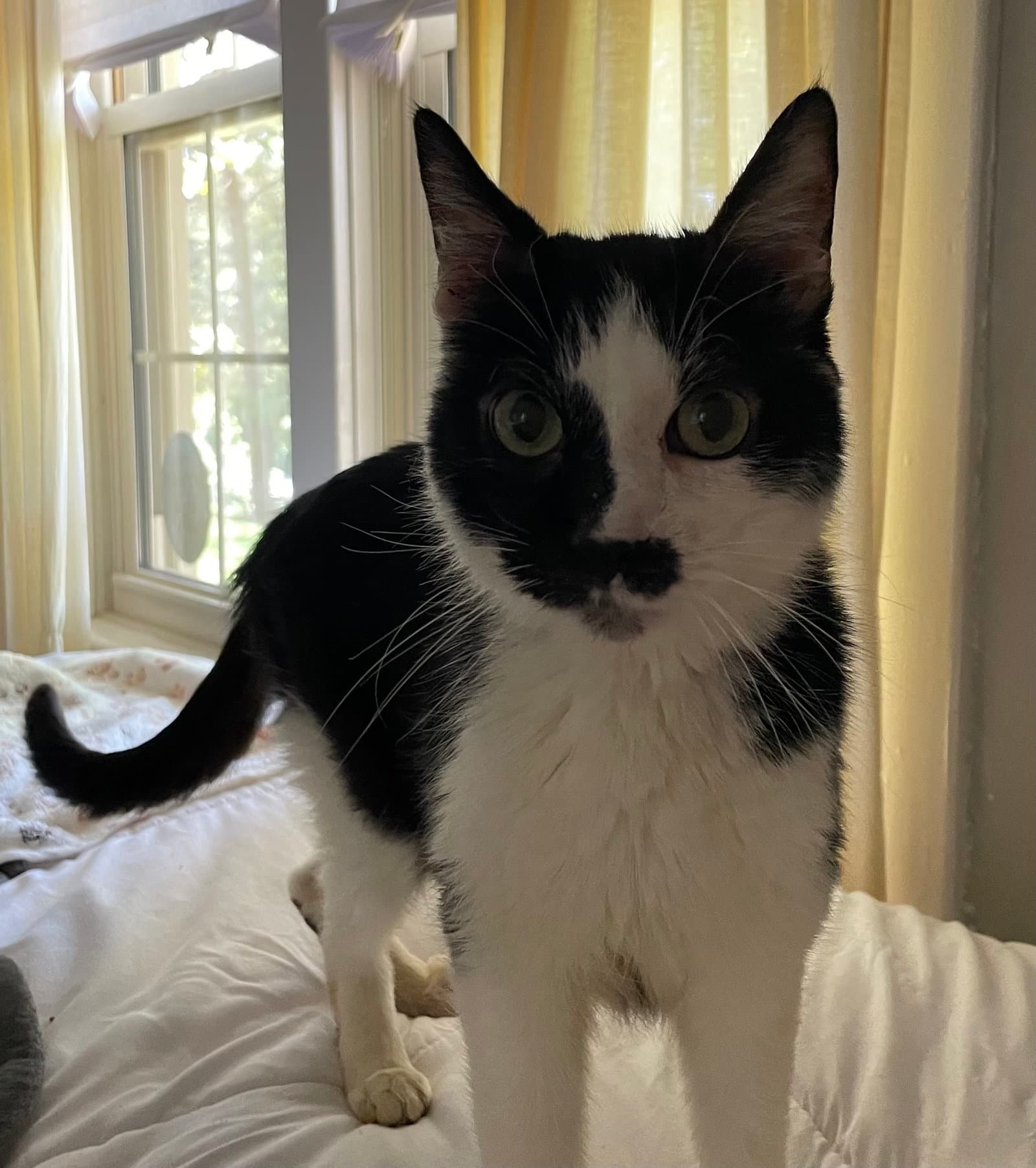Dexter - At Shelter