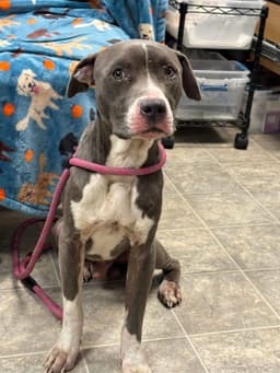 Bart - At Shelter Available image 1