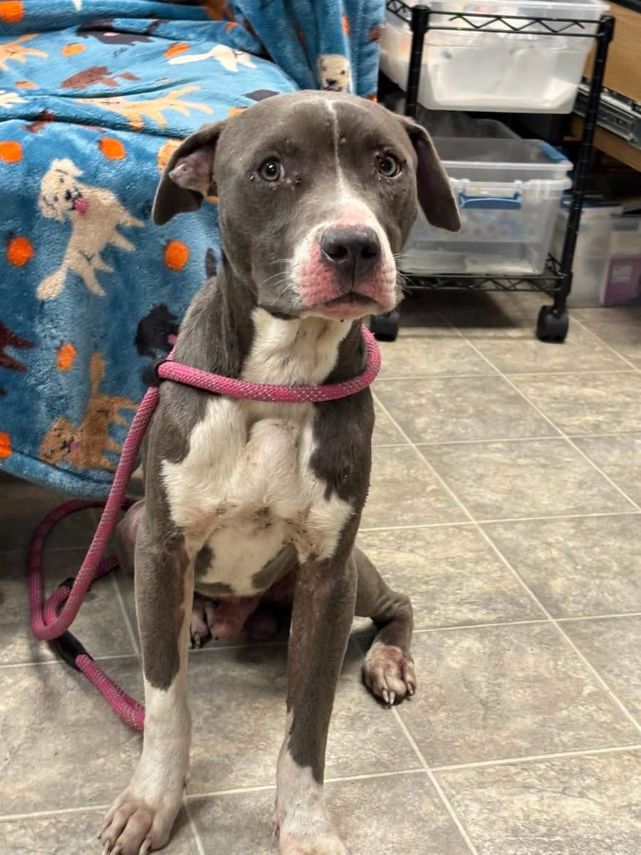 Bart - At Shelter Available - Pit Bull Terrier