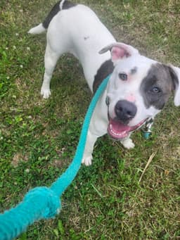 Nelly - At Shelter image 1