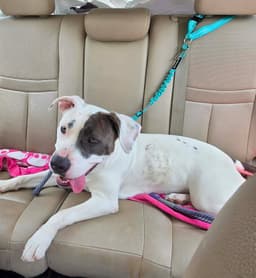 Nelly - At Shelter image 2