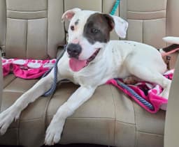 Nelly - At Shelter image 3