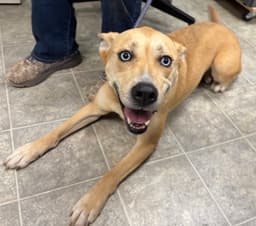 Aspen At The Shelter image 3