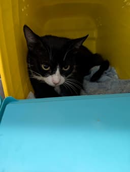 Violet - At Shelter image 1